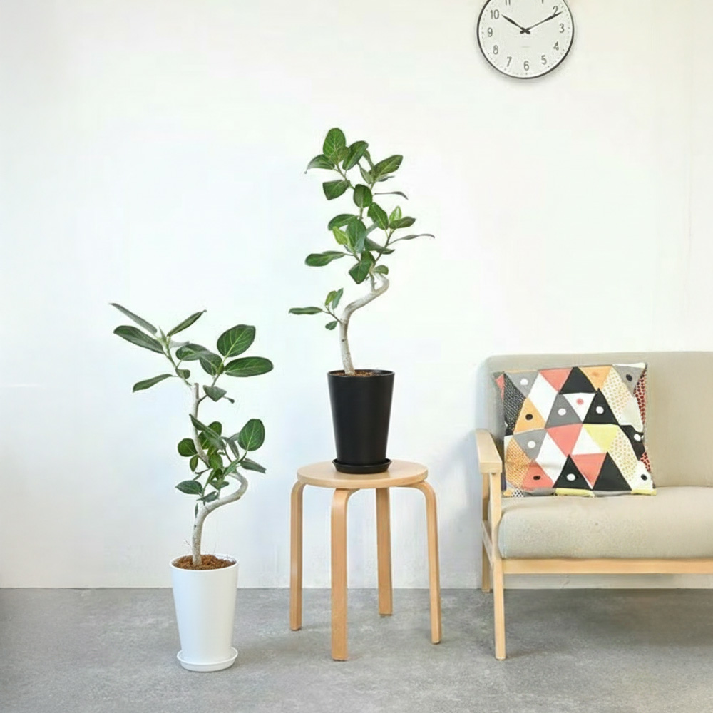 ベンガレンシス 曲がり樹形 7号