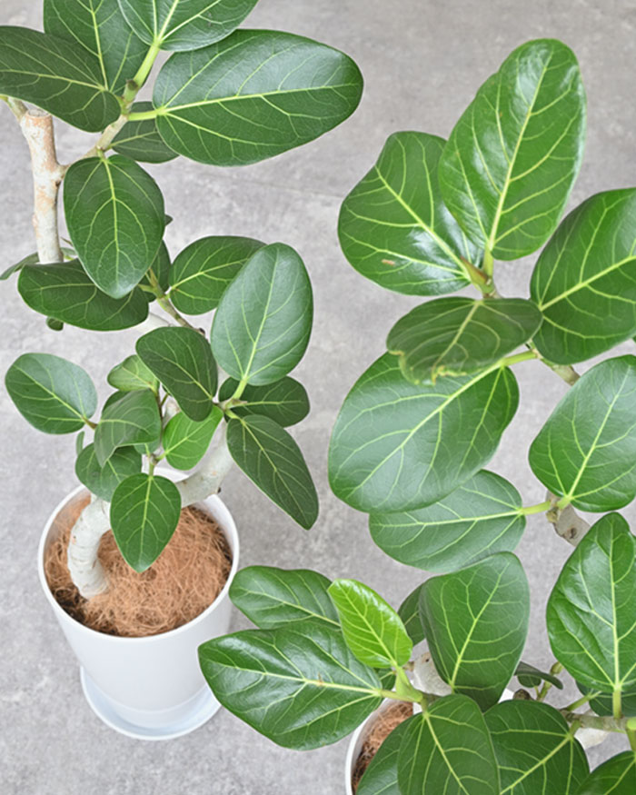 ベンガルボダイジュ