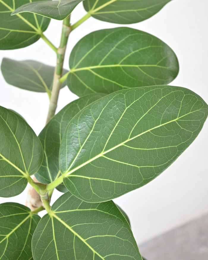 ベンガルボダイジュ