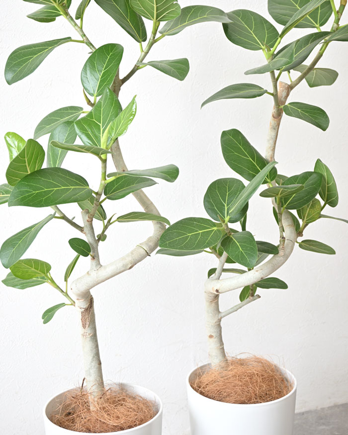 ベンガルボダイジュ