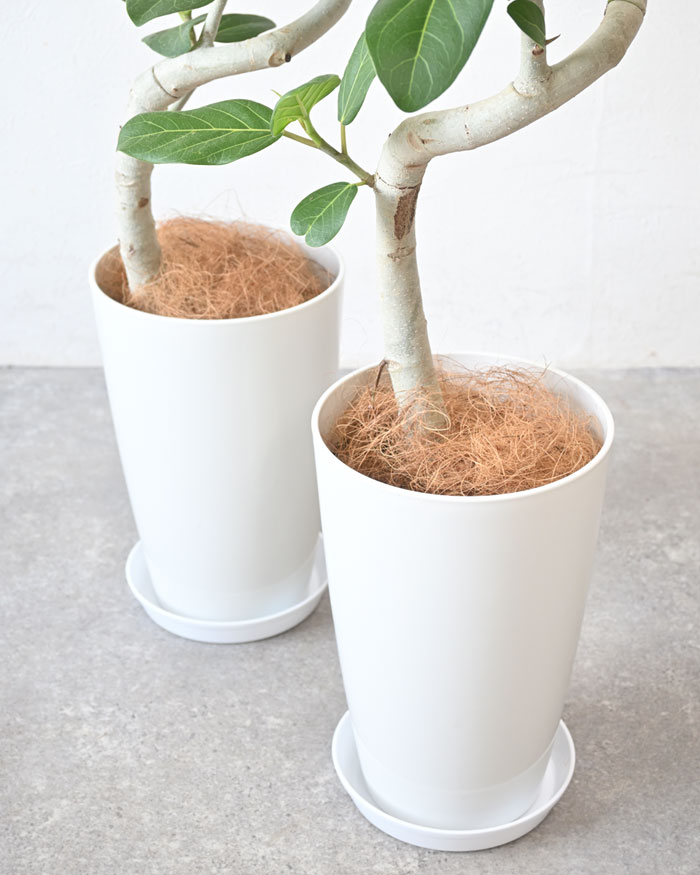 ベンガルボダイジュ