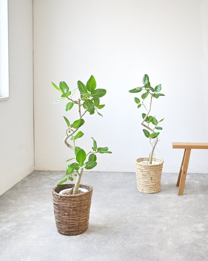 ベンガルボダイジュ