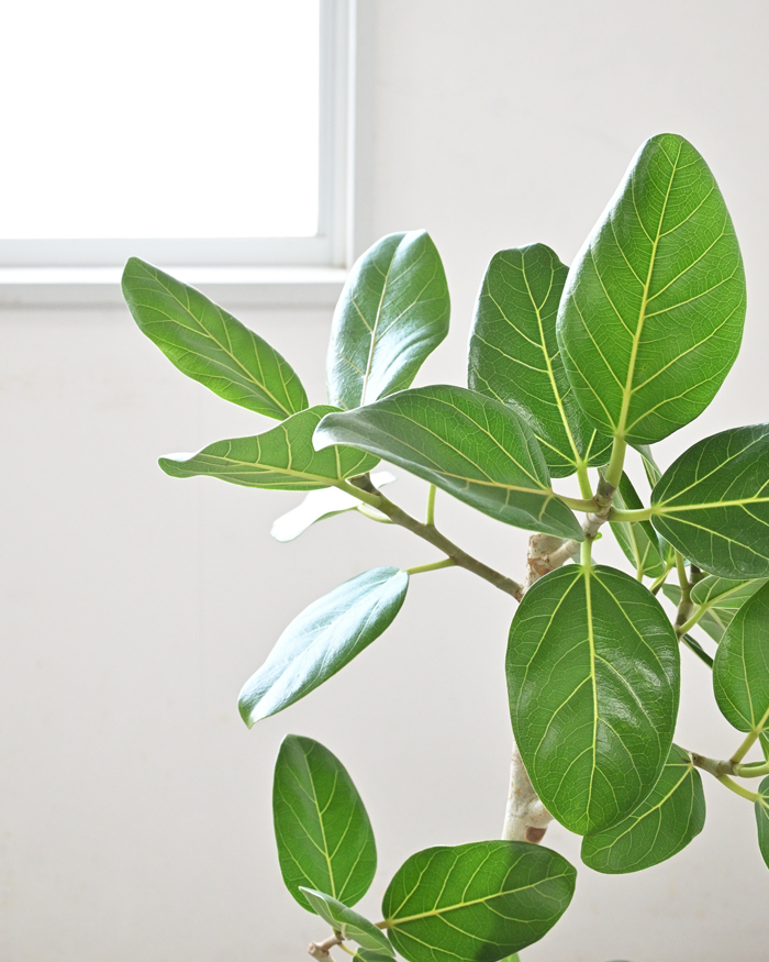 ベンガルボダイジュ