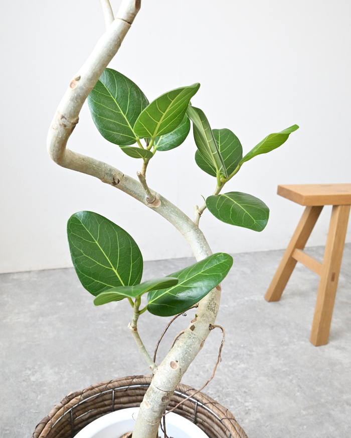 ベンガルボダイジュ 