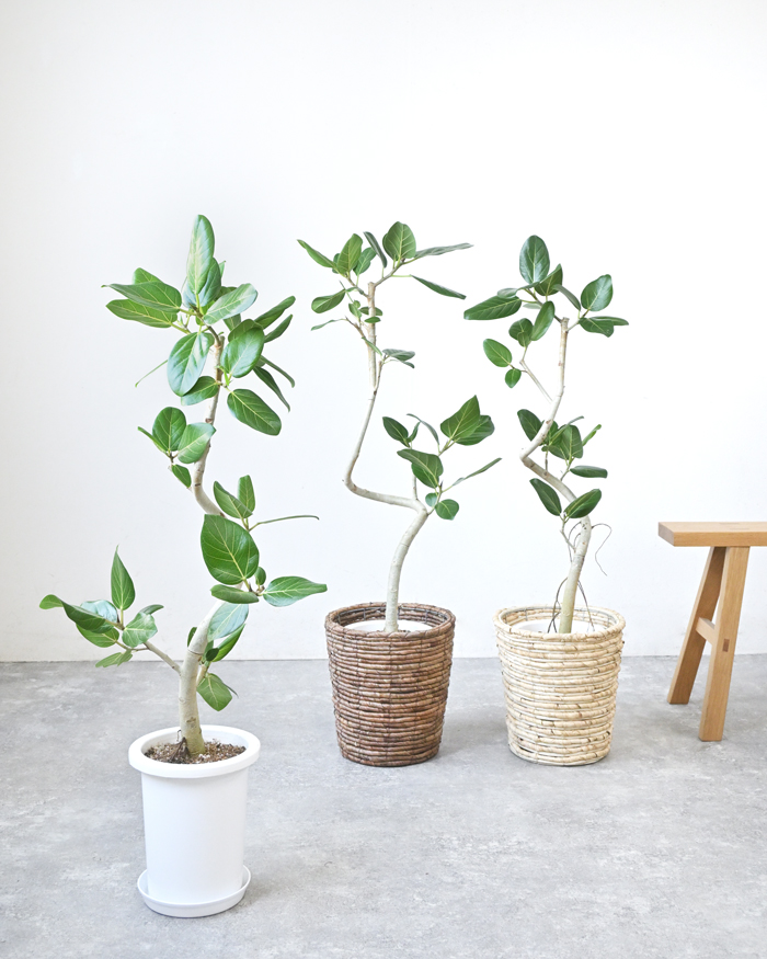 ベンガルボダイジュ 