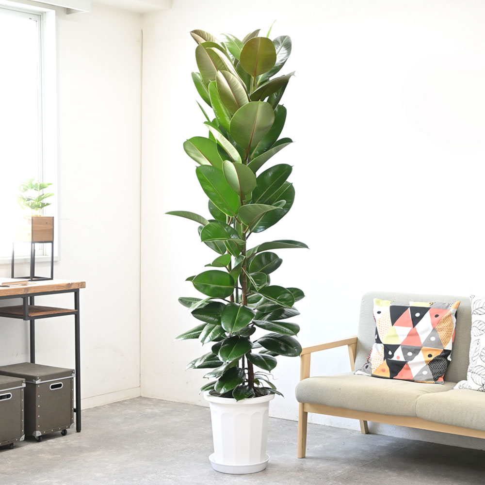 フィカス・ロブスター