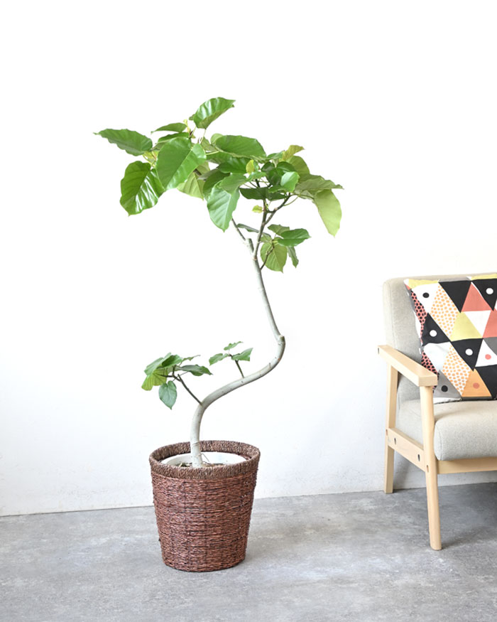 フィカス・ウンベラータ 8号鉢 曲がり樹形