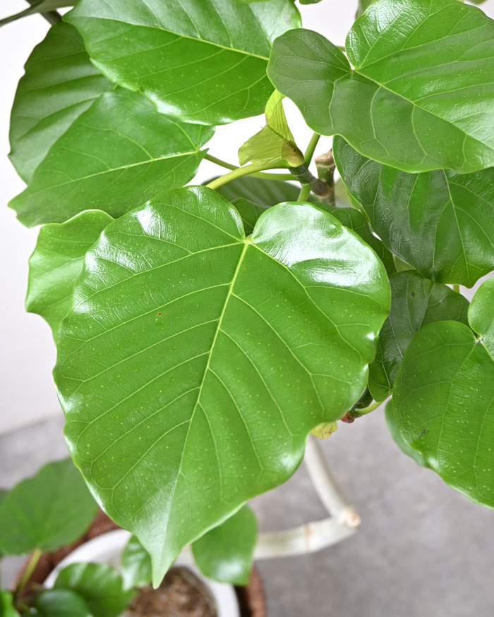 フィカス・ウンベラータ 8号鉢 曲がり樹形