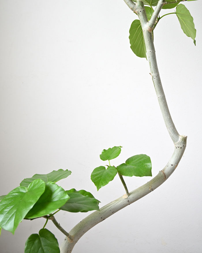 フィカス・ウンベラータ 8号鉢 曲がり樹形