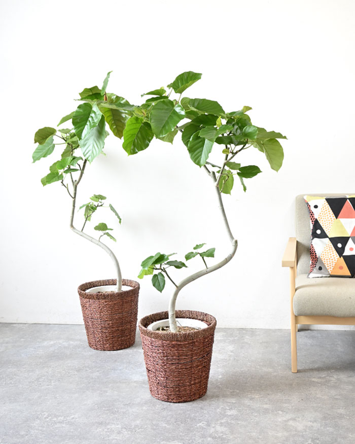 フィカス・ウンベラータ 8号鉢 曲がり樹形