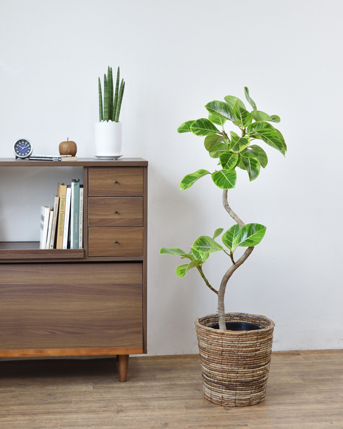 アルテシーマ 8号鉢