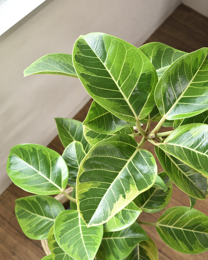 アルテシーマ 8号鉢