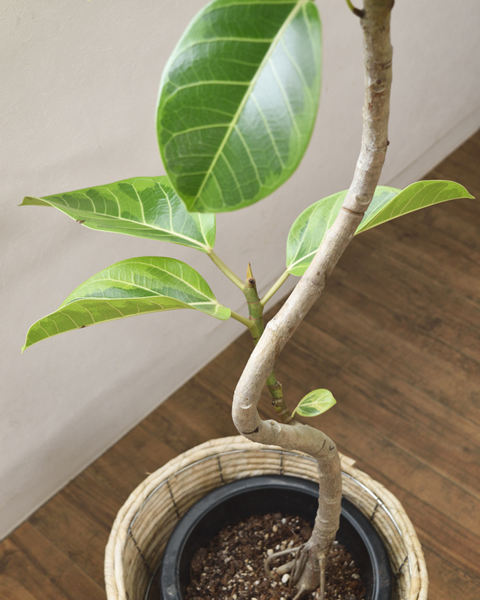 アルテシーマ 8号鉢