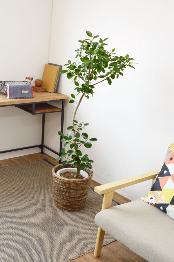 フランスゴム8号鉢