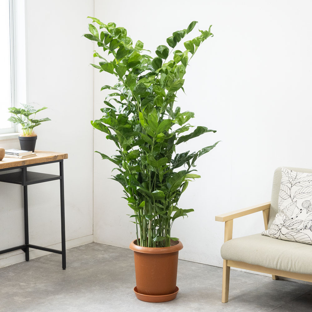 高性チャメドレア