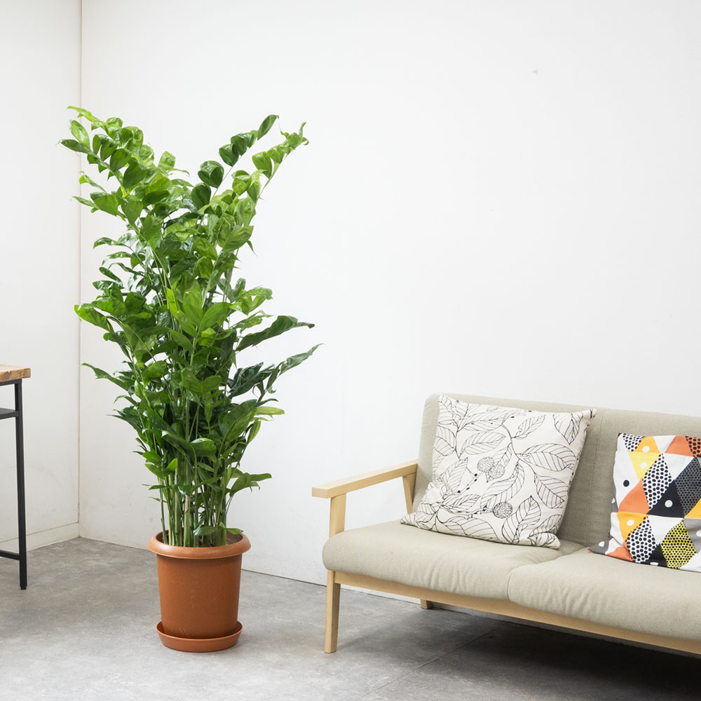 高性チャメドレア