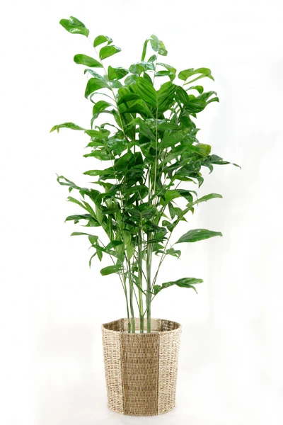 高性チャメドレア