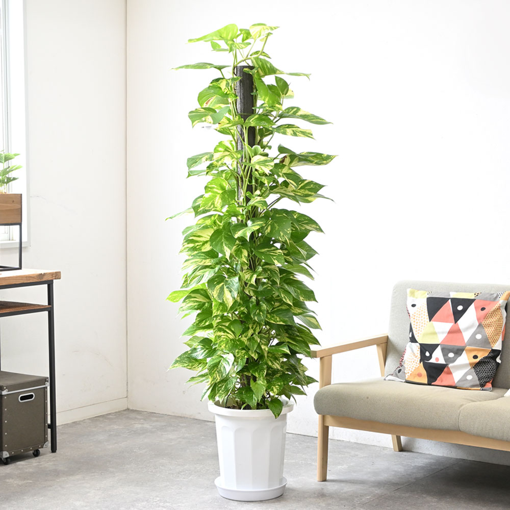 ポトス（ヘゴ仕立て）