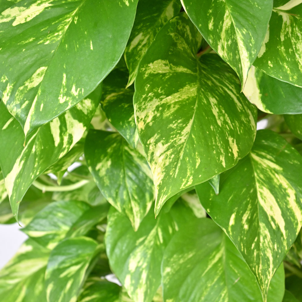 ポトス（ヘゴ仕立て）