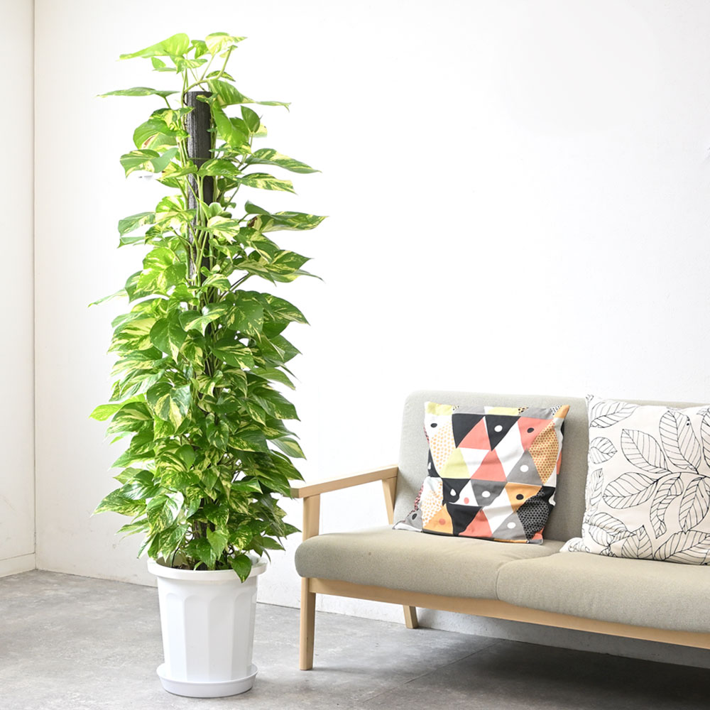 ポトス（ヘゴ仕立て）