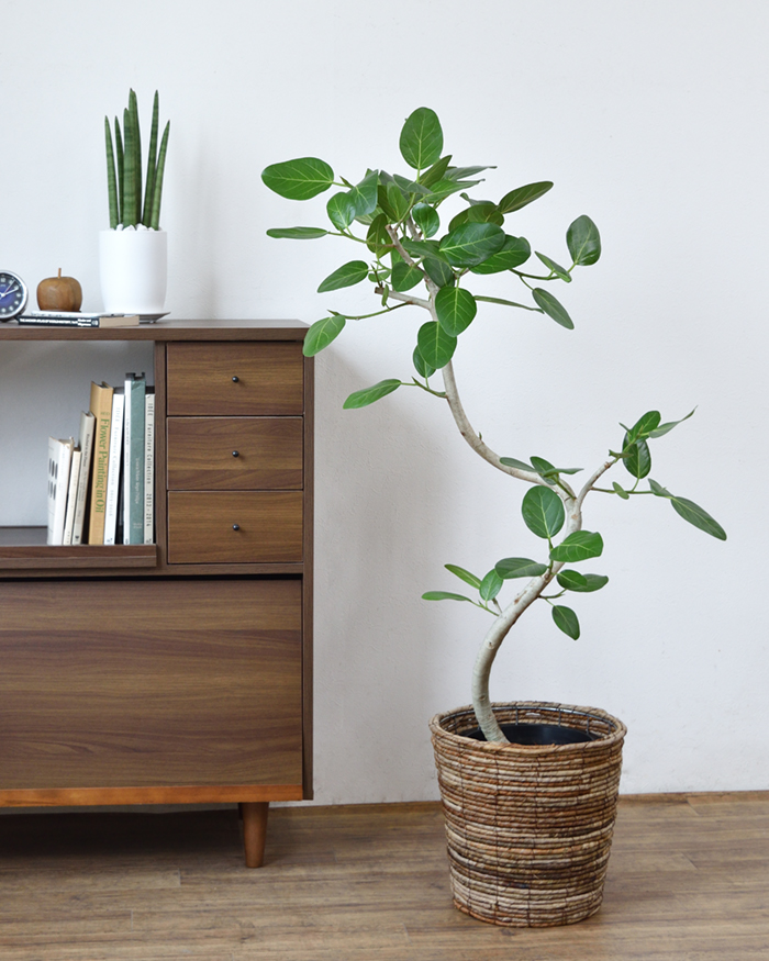 ベンガルボダイジュ8号鉢