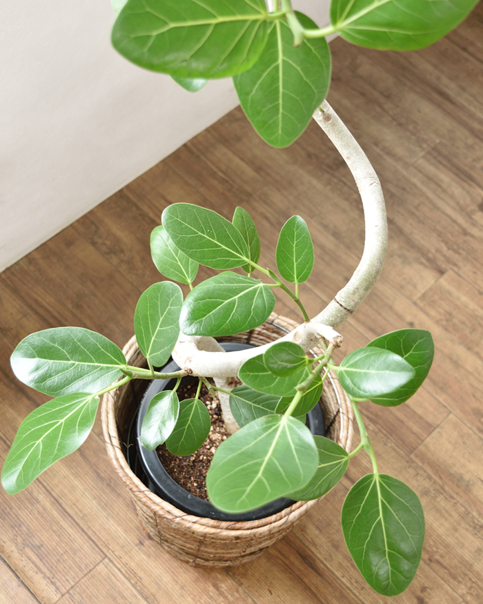 ベンガルボダイジュ8号鉢