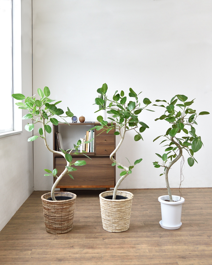 ベンガルボダイジュ8号鉢