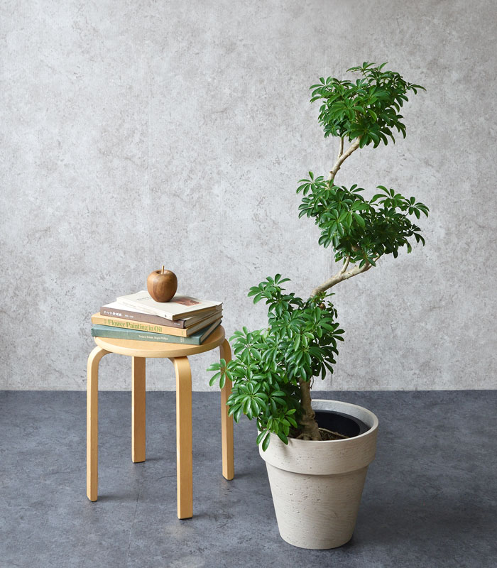 シェフレラコンパクター