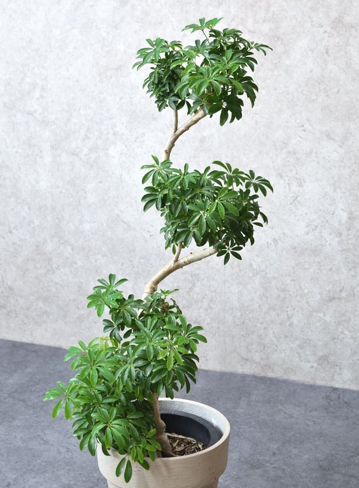 シェフレラコンパクター