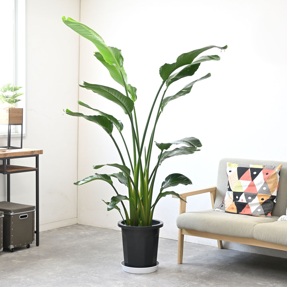 ストレリチア・オーガスタ