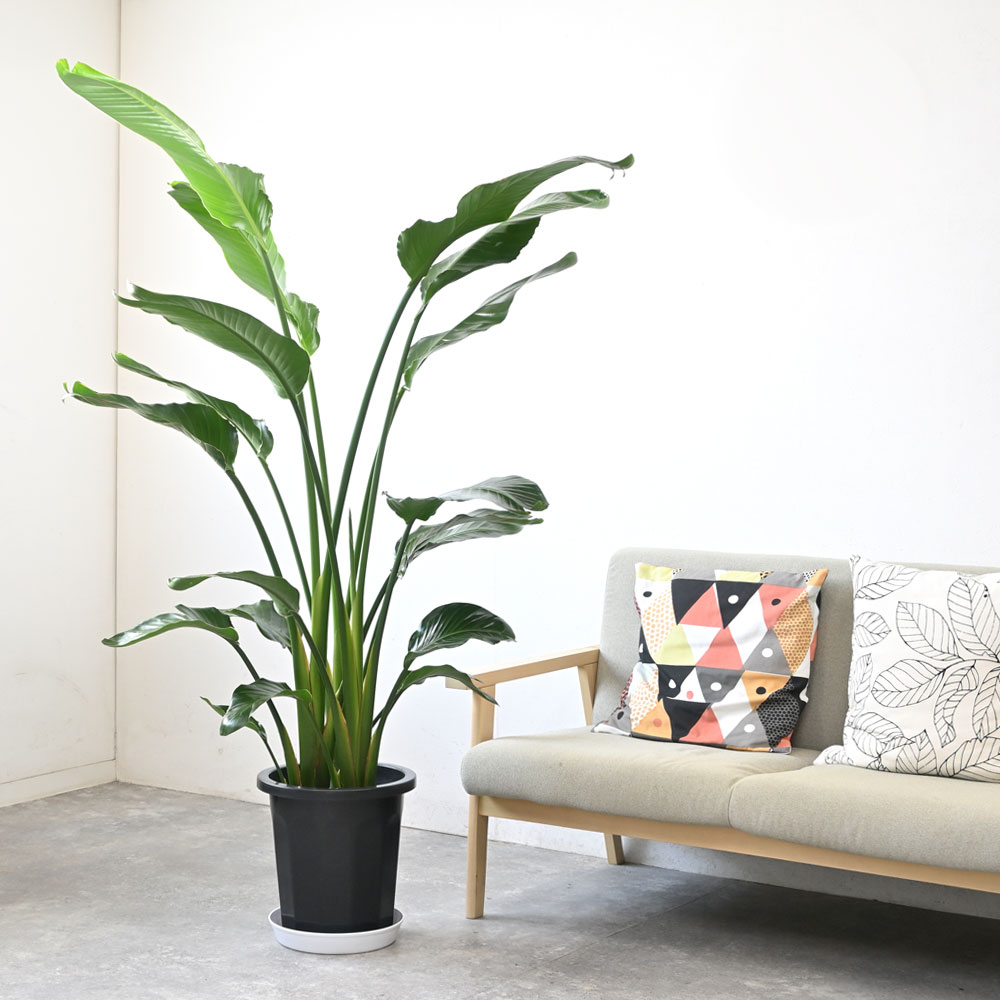 ストレリチア・オーガスタ