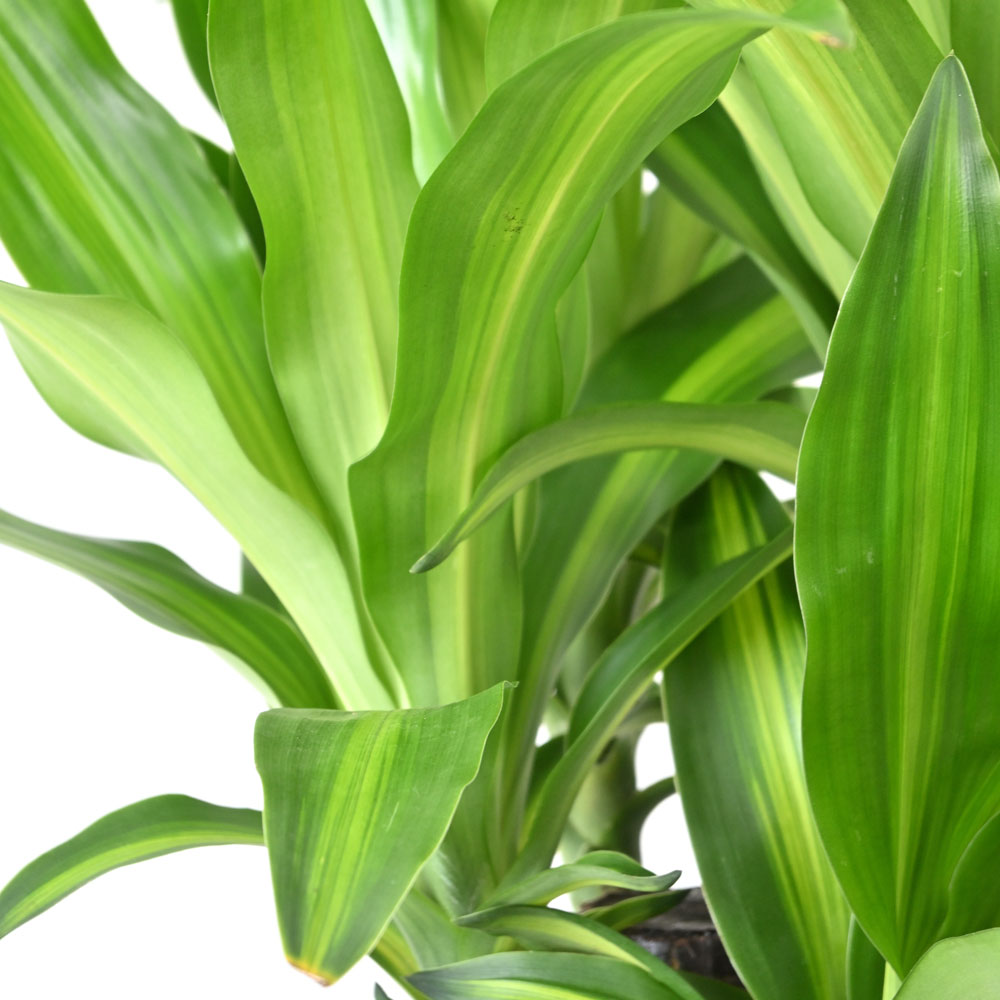 幸福の木（ドラセナ・マッサンゲアナ）