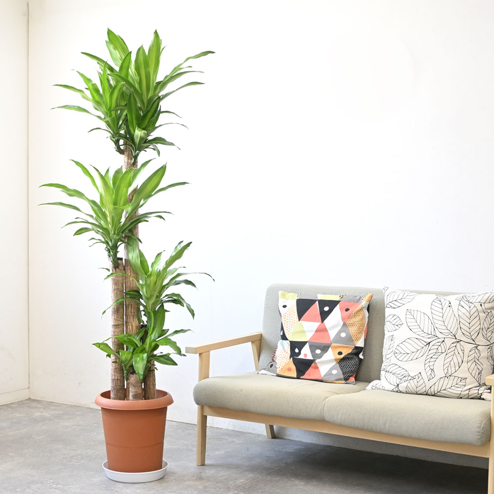 幸福の木（ドラセナ・マッサンゲアナ）