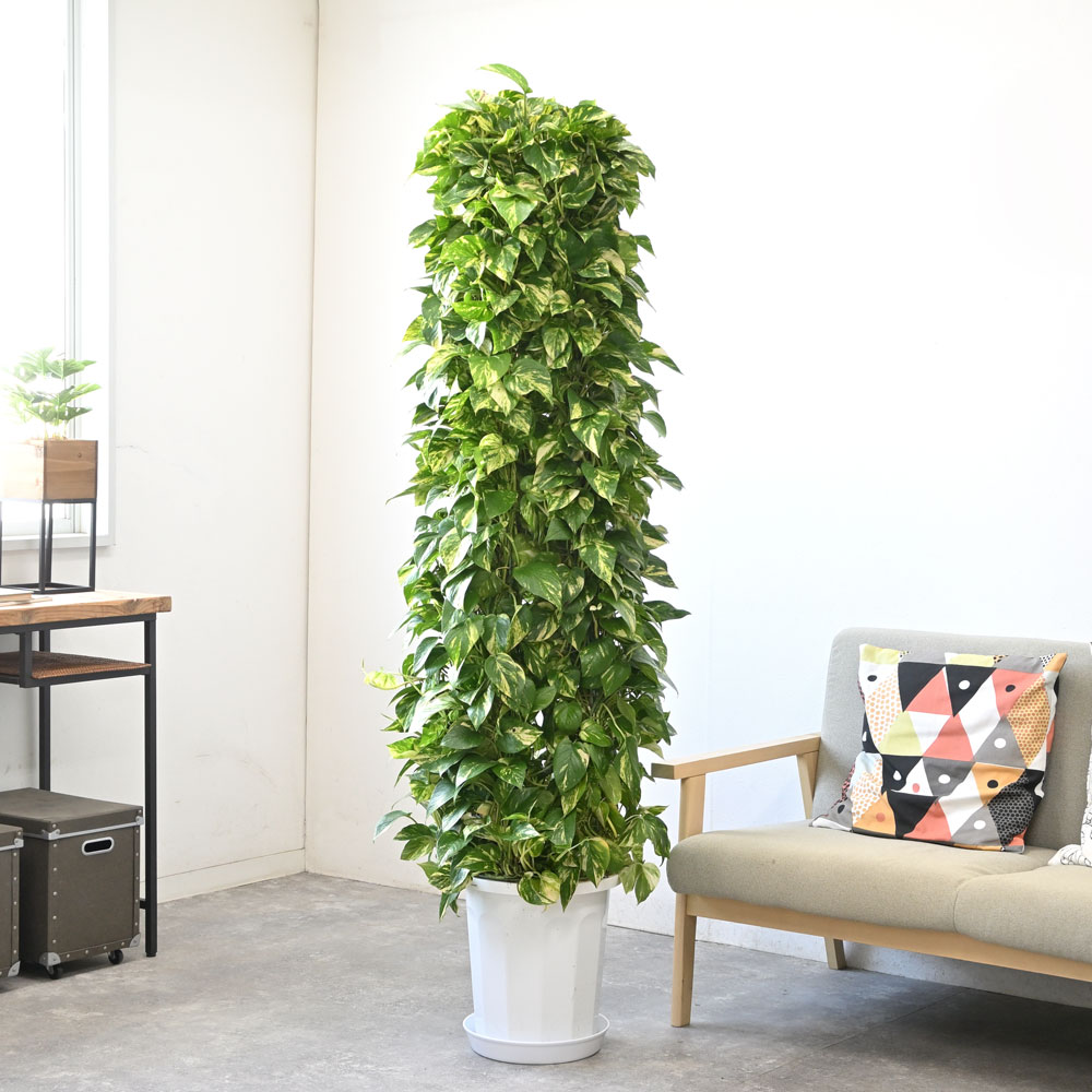 ポトス（タワー仕立て）