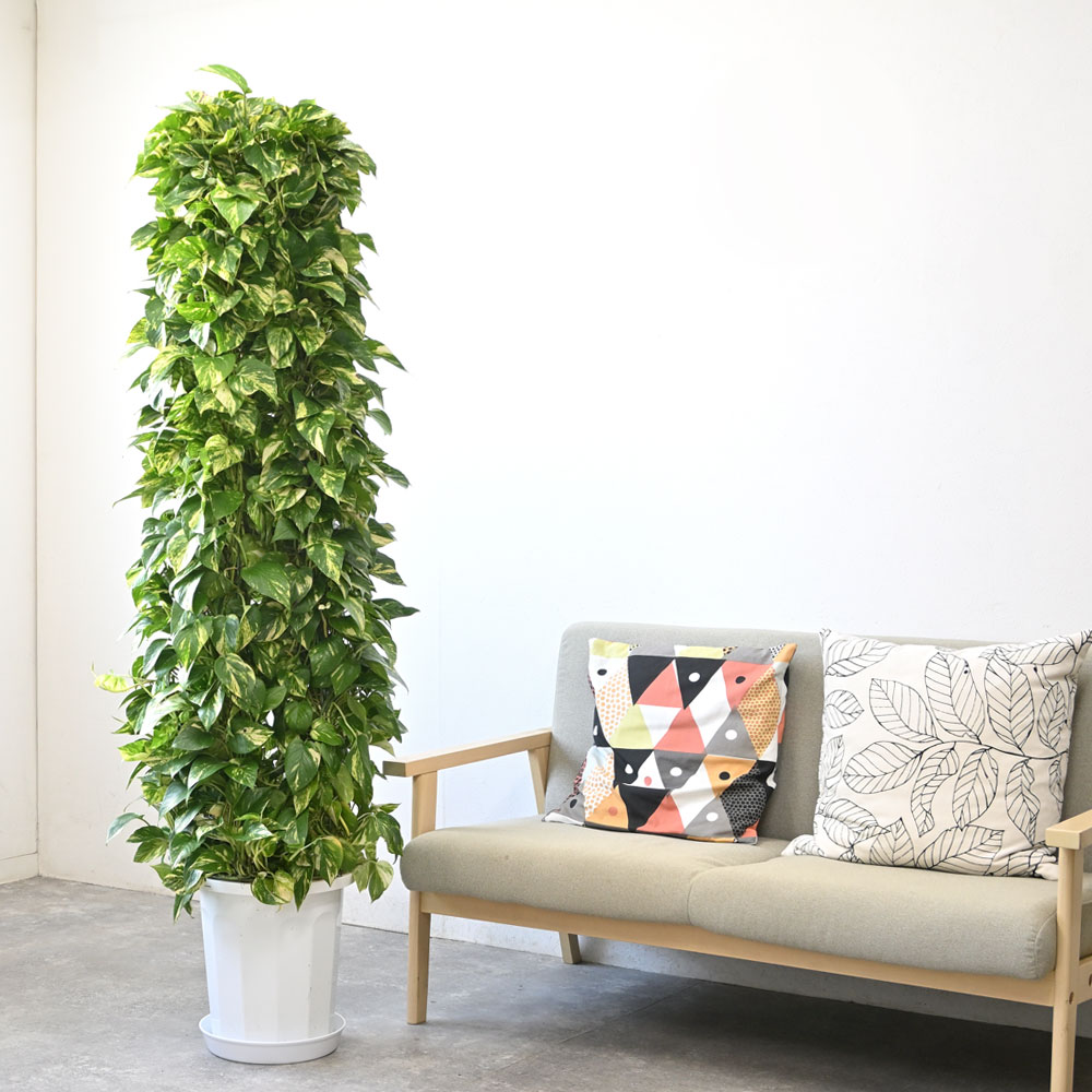ポトス（タワー仕立て）