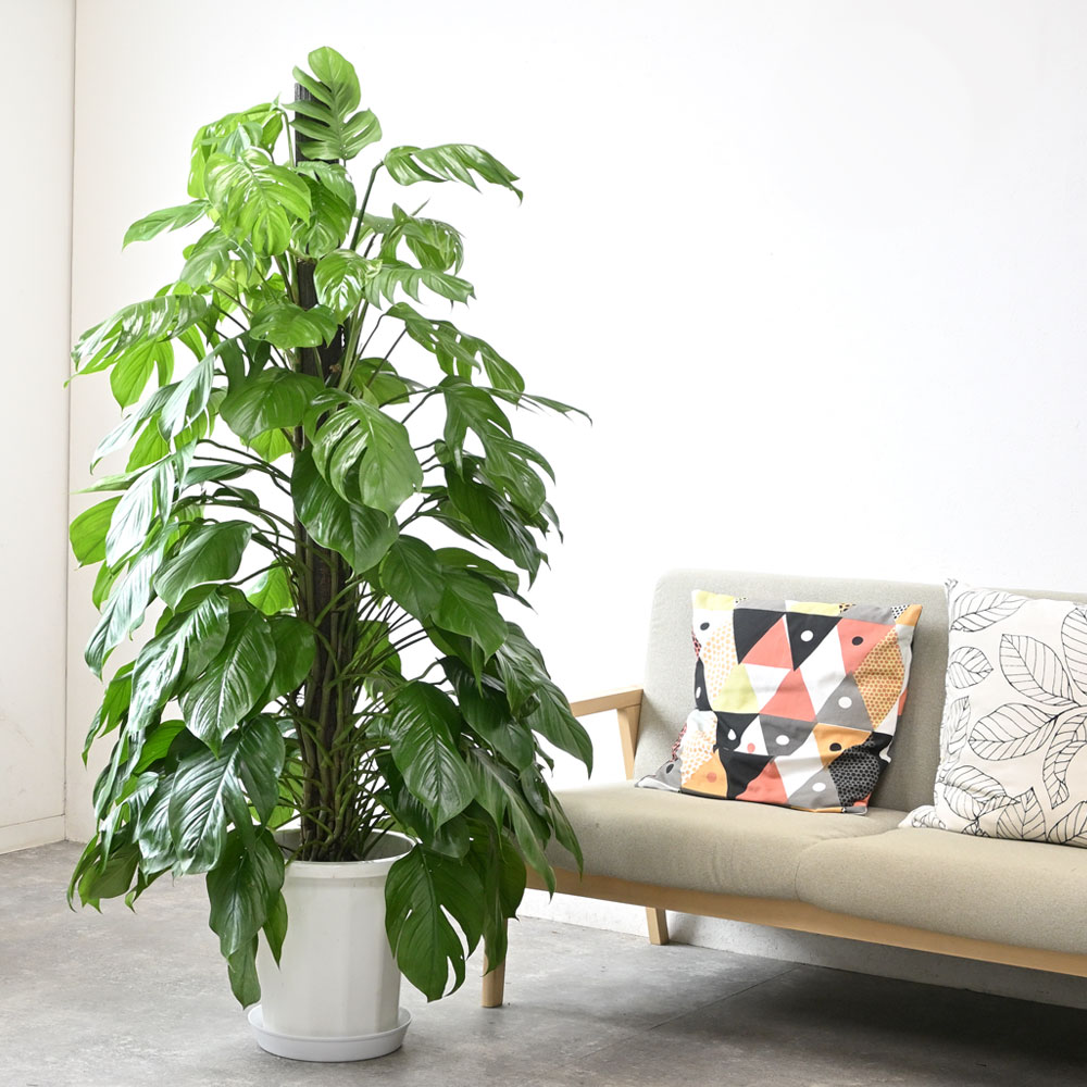 マングーカズラ