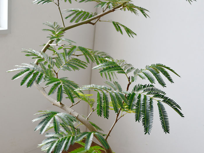 エバーフレッシュ