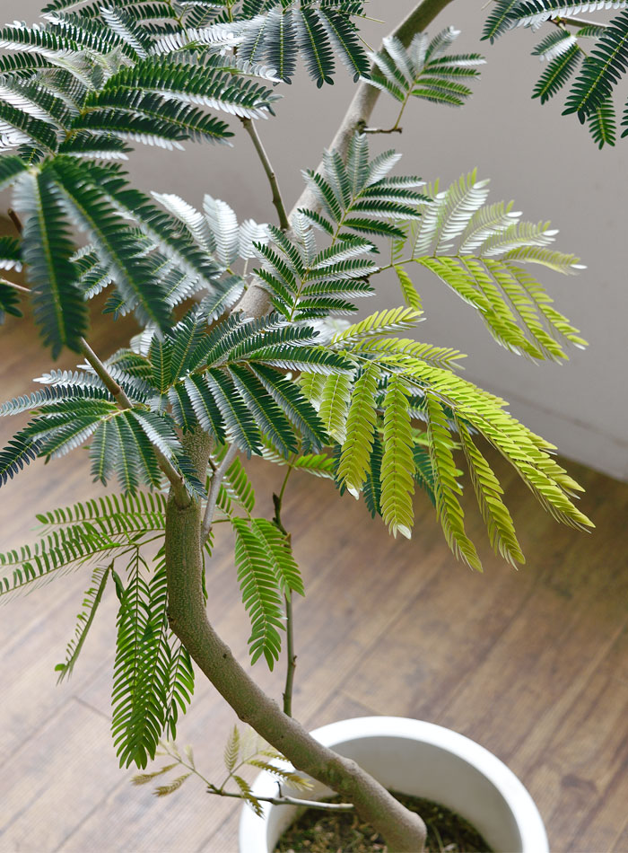 エバーフレッシュ