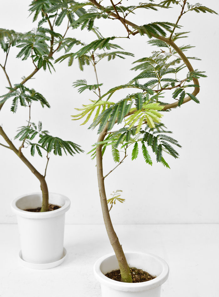 エバーフレッシュ