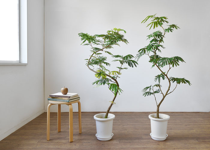 エバーフレッシュ