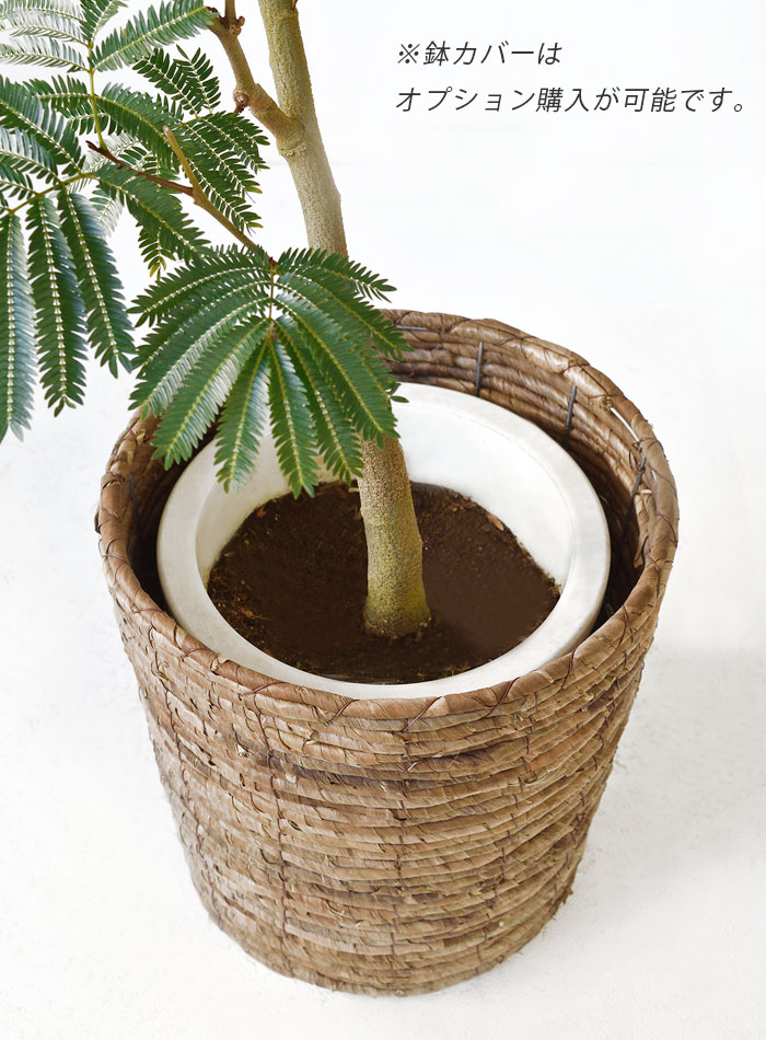 エバーフレッシュ