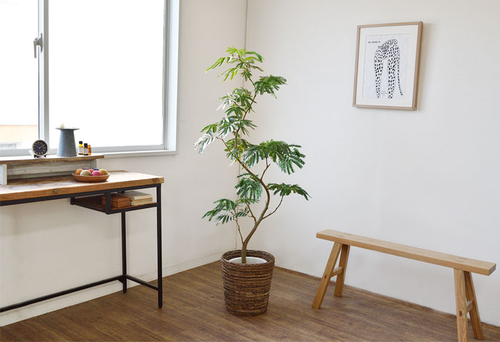 エバーフレッシュ