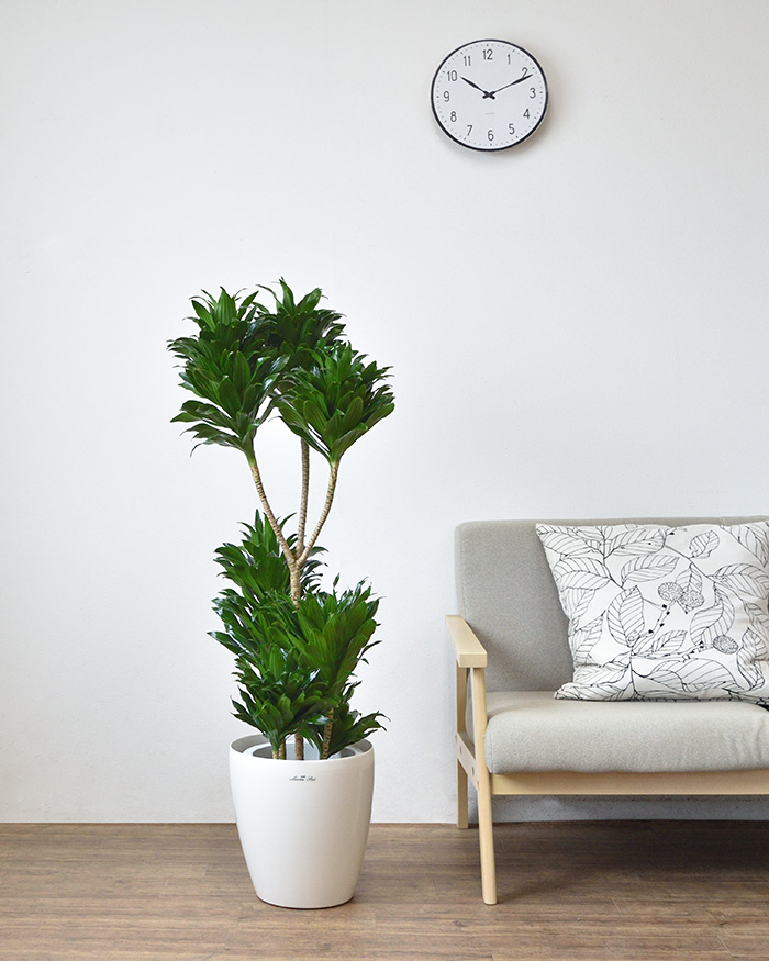 ドラセナ・コンパクタ 8号鉢