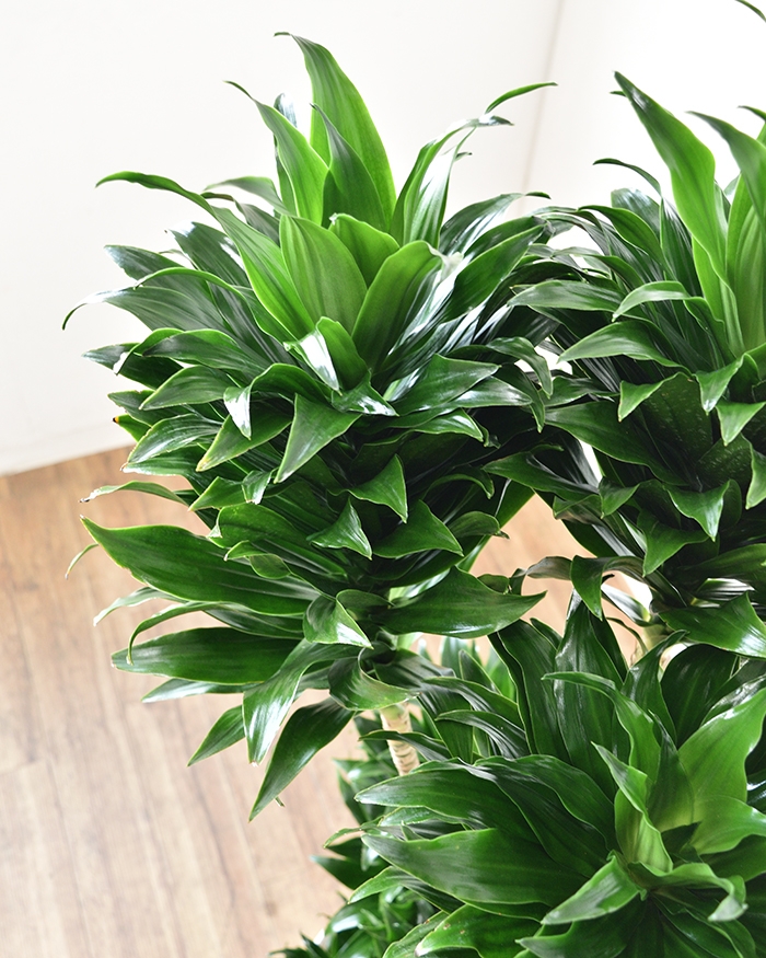 ドラセナ・コンパクタ 8号鉢