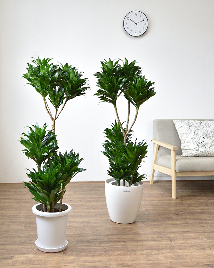 ドラセナ・コンパクタ 8号鉢