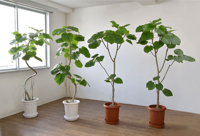 フィカス ウンベラータ10号鉢