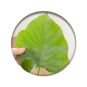 フィカス・ウンベラータ 8号鉢