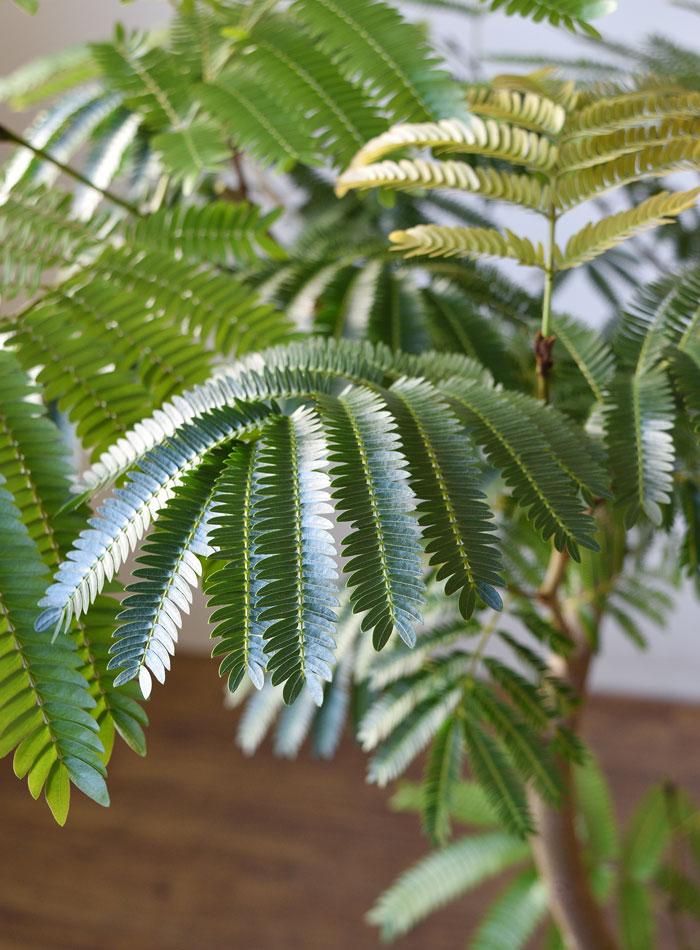 エバーフレッシュ