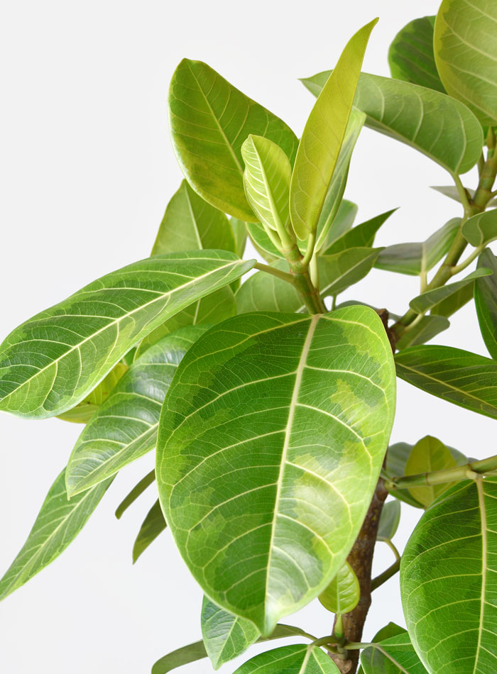 フィカス・アルテシーマ・バリエガタ 曲がり樹形