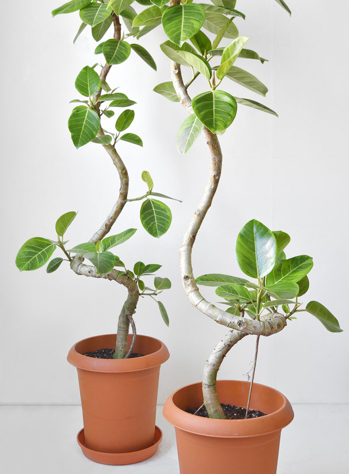 フィカス・アルテシーマ・バリエガタ 曲がり樹形